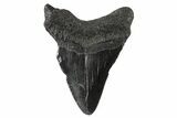 Bargain, Fossil Megalodon Tooth - Georgia #74194-1